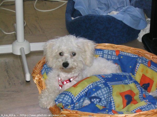 Photo de Bichon  poil fris