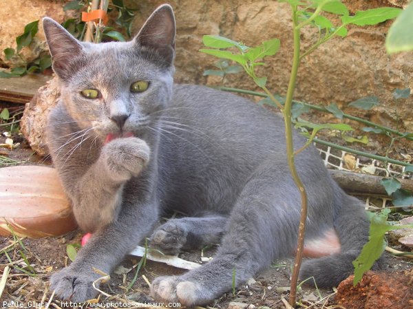 Photo de Chat domestique