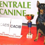 Photo de Pinscher allemand