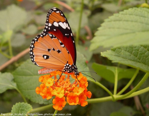 Photo de Papillon