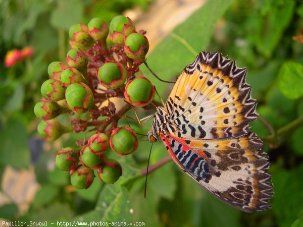 Photo de Papillon