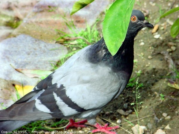 Photo de Pigeon