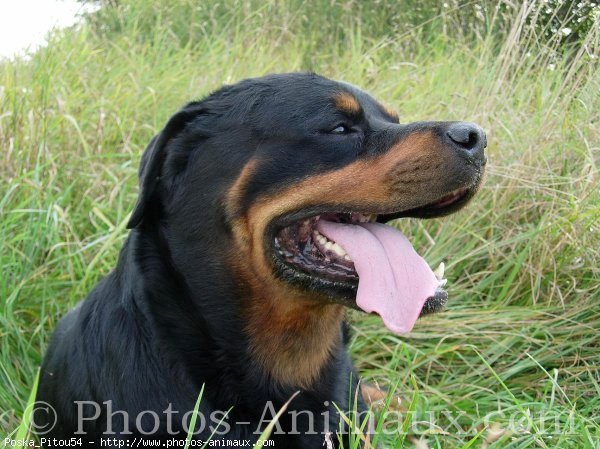 Photo de Rottweiler