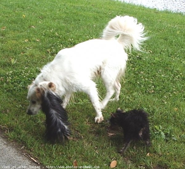 Photo de Yorkshire terrier