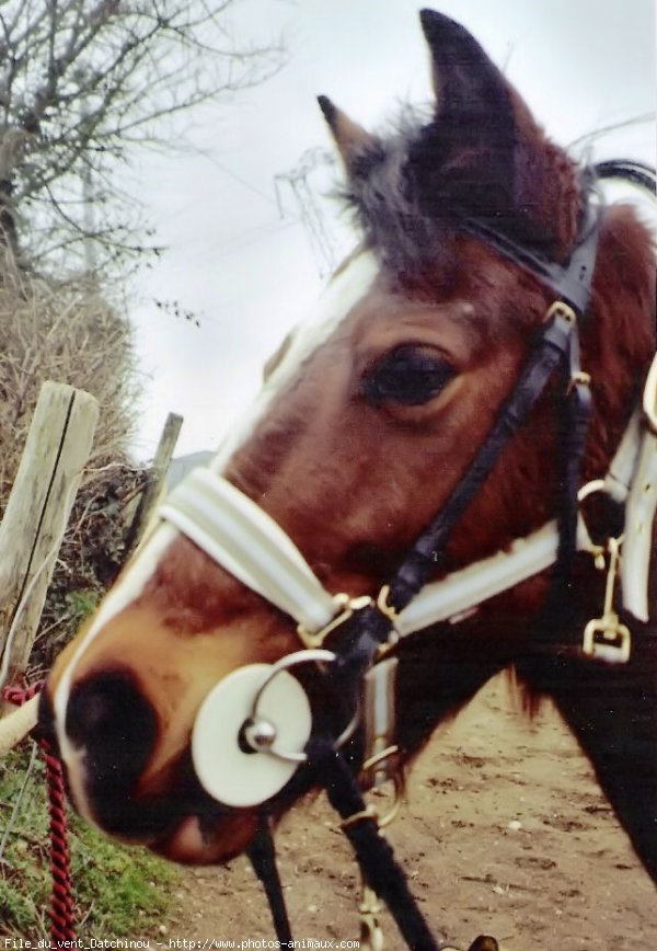 Photo de Poney franais de selle