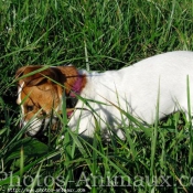 Photo de Jack russell terrier