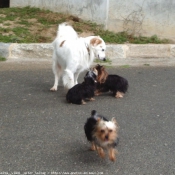 Photo de Yorkshire terrier