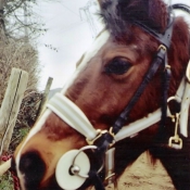 Photo de Poney franais de selle