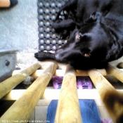 Photo de Labrador retriever