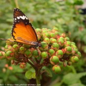 Photo de Papillon