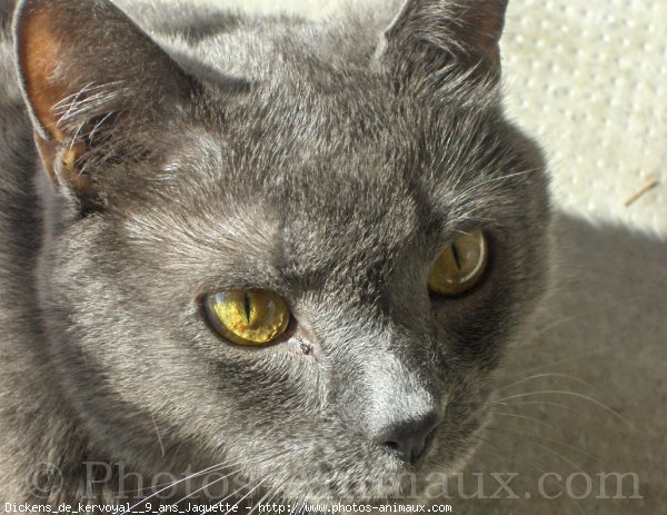 Photo de Chartreux