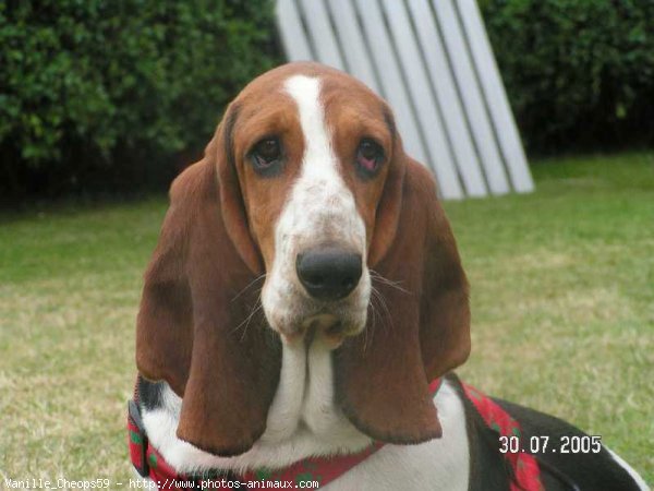 Photo de Basset hound