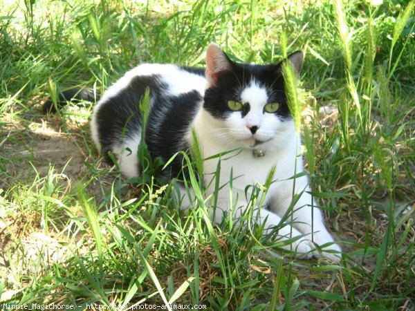 Photo de Chat domestique