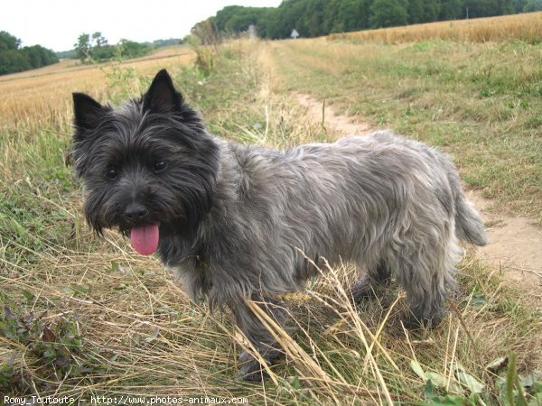 Photo de Cairn terrier