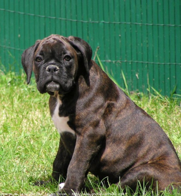 Photo de Boxer