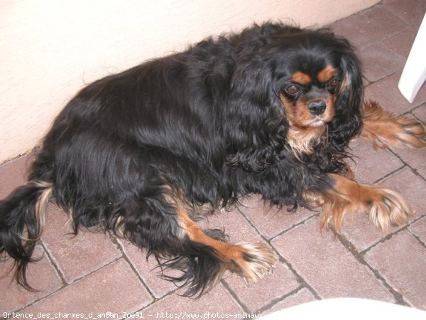 Photo de Cavalier king charles spaniel