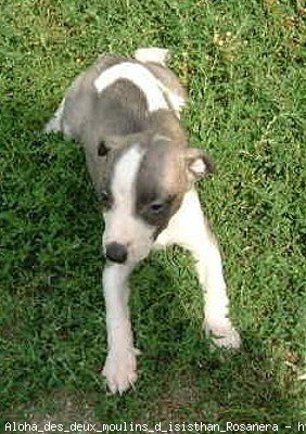 Photo de Whippet