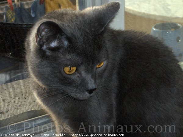 Photo de Chartreux