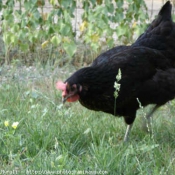 Photo de Poule