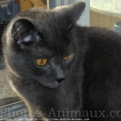 Photo de Chartreux