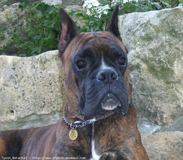 Photo de Boxer