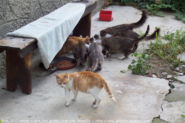 Photo de Chat domestique