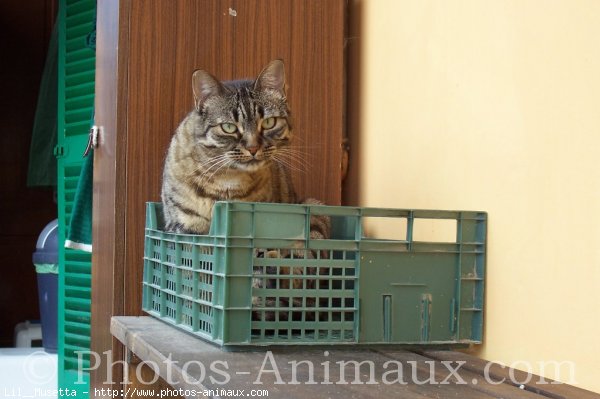 Photo de Chat domestique