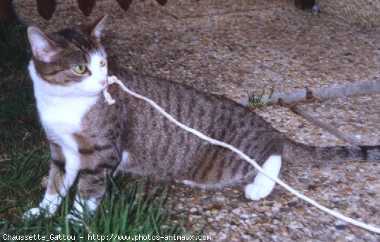 Photo de Chat domestique