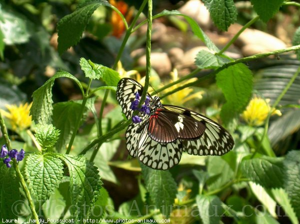 Photo de Papillon