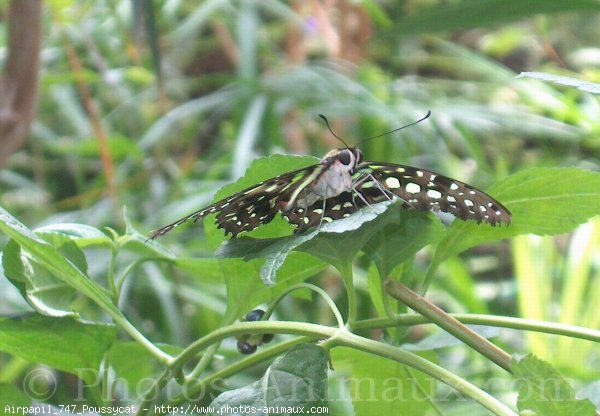 Photo de Papillon