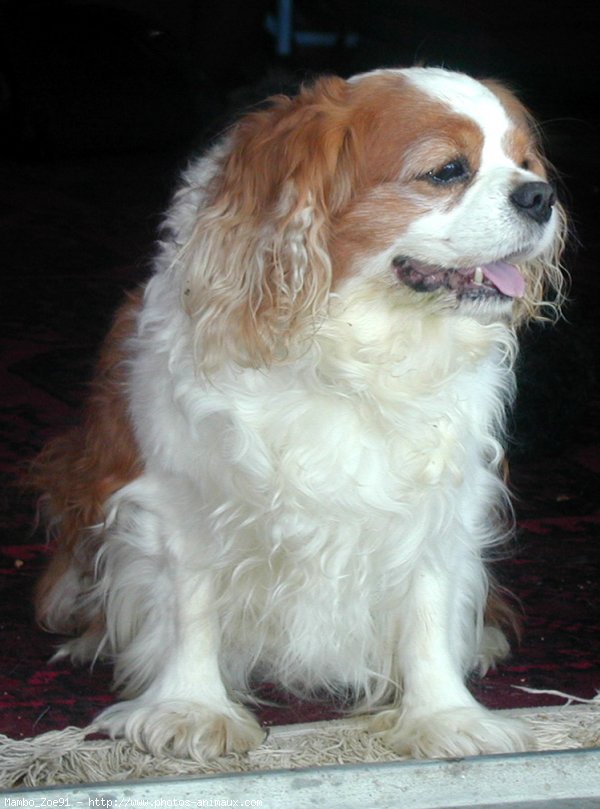 Photo de Cavalier king charles spaniel