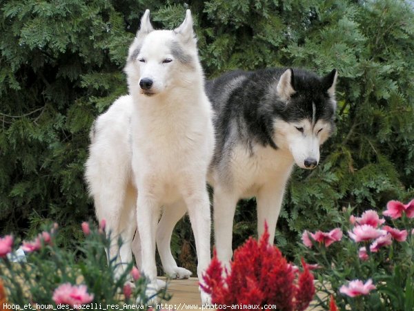 Photo de Husky siberien