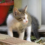 Photo de Chat domestique