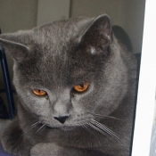 Photo de Chartreux