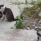 Photo de Chat domestique