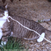 Photo de Chat domestique