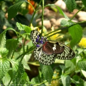 Photo de Papillon