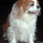 Photo de Cavalier king charles spaniel