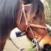 Photo de Poney franais de selle