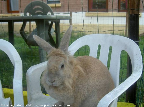 Photo de Lapin