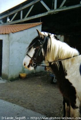 Photo de Races diffrentes