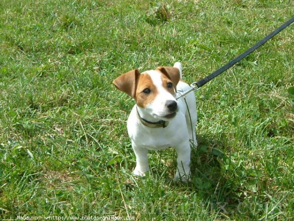 Photo de Jack russell terrier