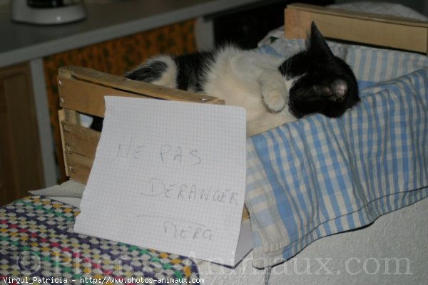 Photo de Chat domestique