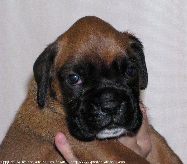 Photo de Boxer