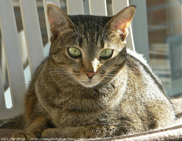 Photo d'Ocicat