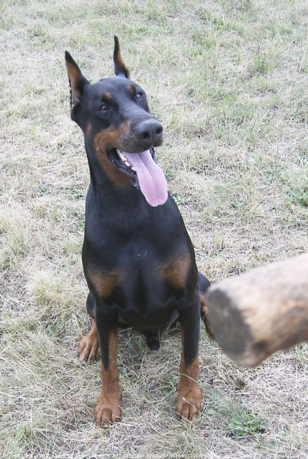 Photo de Dobermann