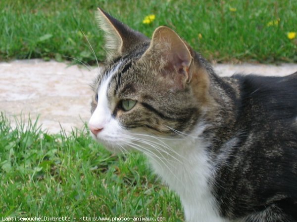 Photo d'European shorthair