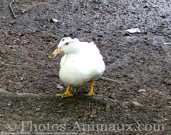 Photo de Canard