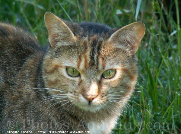 Photo de Chat domestique