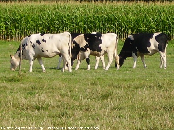 Photo de Vache